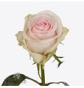 ΤΡΙΑΝΤΑΦΥΛΛΑ ΡΟΖ ΑΠΑΛΟ 60εκ ROSEN REVIVAL SWEET 60cm